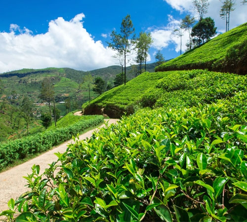 Mesmerizing Beauty Of Darjeeling